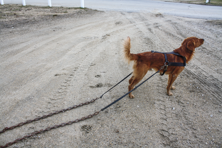 Dog-Roading-Harness-Chains.jpg