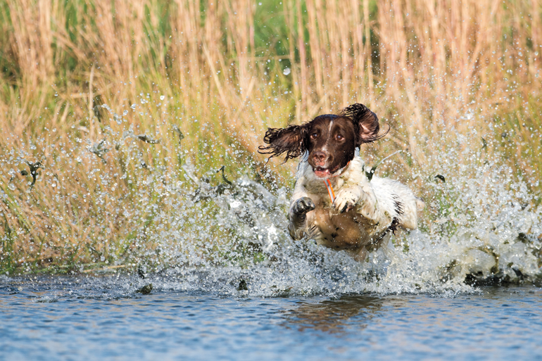 Gun-Dog-Jumping-Into-Water.jpg