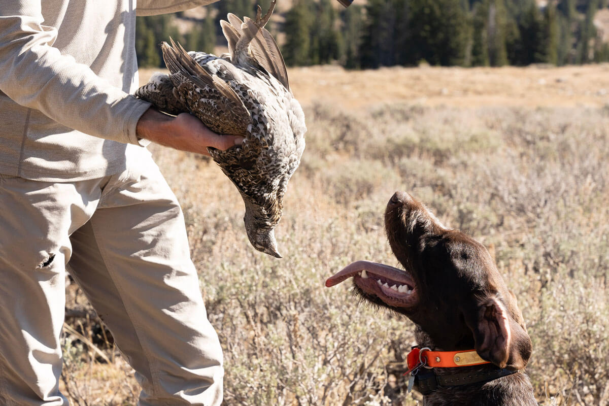 How to Hunt Blue Grouse