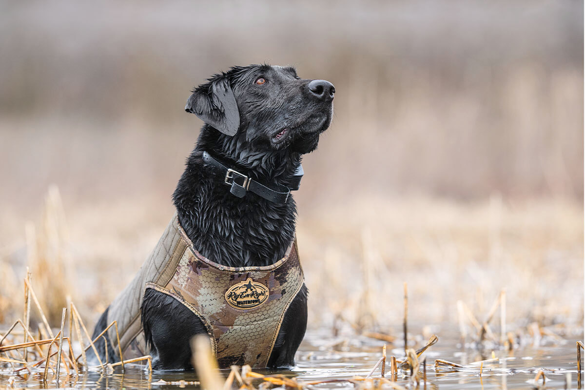 Best Vests for Duck Dogs