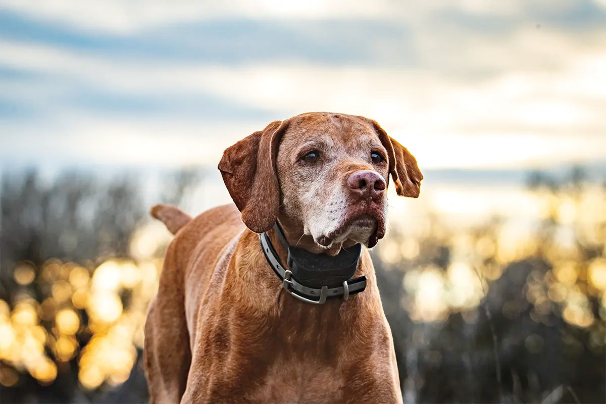 Best Ways to Care for a Senior Dog