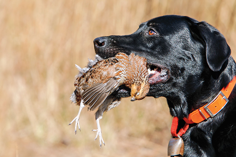 black lab holding bird in mouth