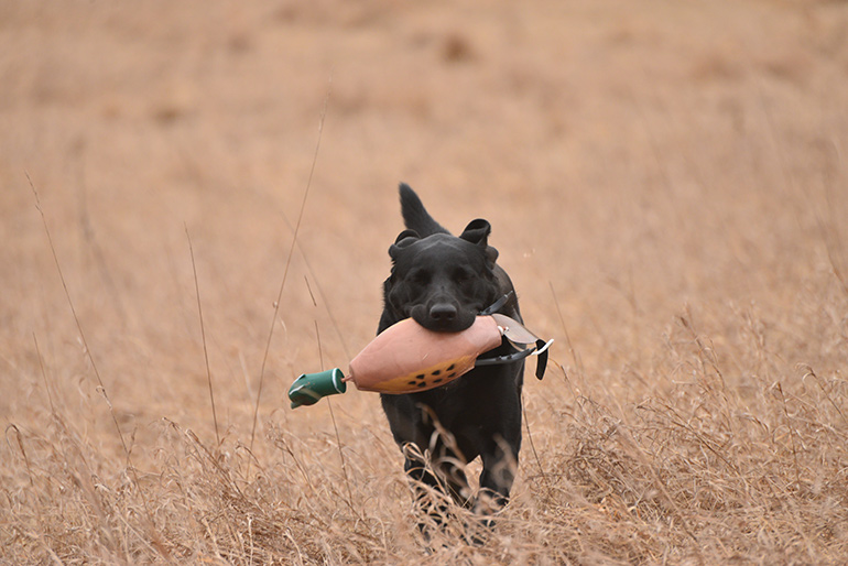 black lab running with pheasant dummy in mouth