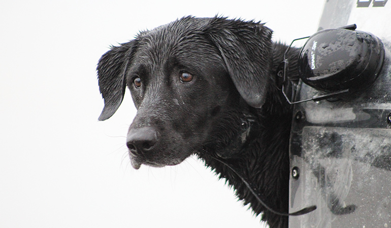 closeup of black lab while hunting
