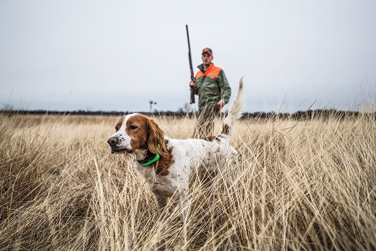 Brittany spaniel and hunter in field