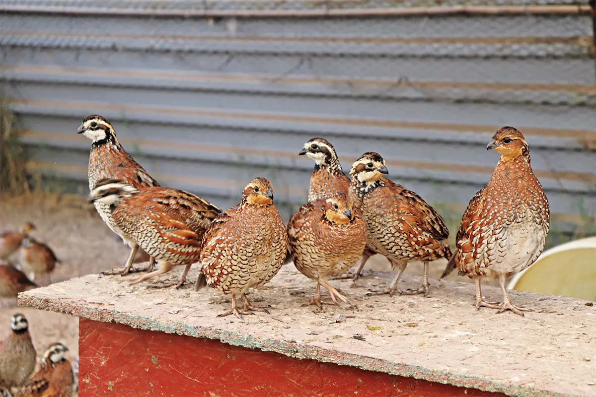 The Complete Guide to Raising Quail