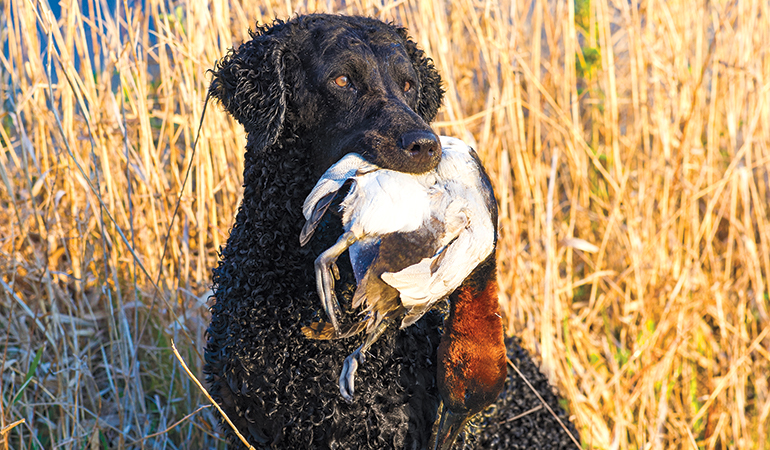 Meat Dogs: The Curly-Coated Retriever