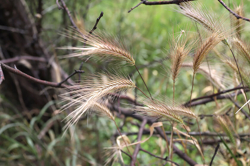 The Dangers of Foxtail and Grass Awns