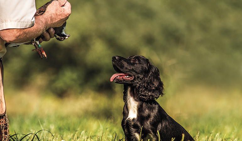 A Balanced Approach to Training Your Flushing Dog