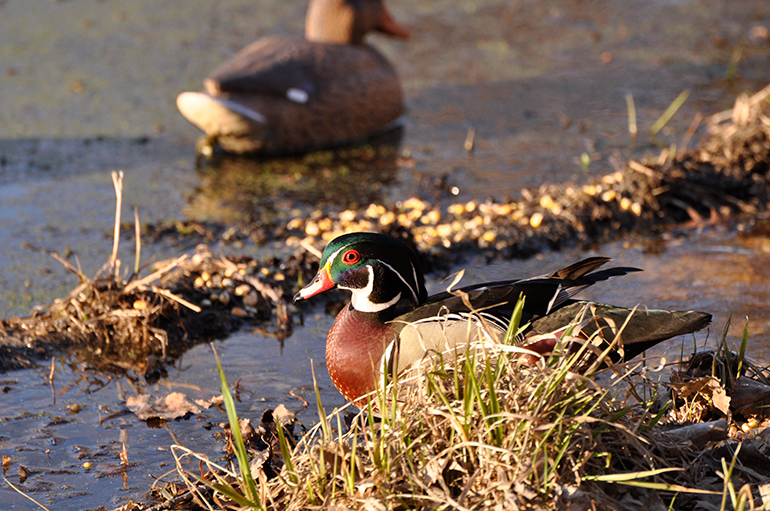 duck on pond edge