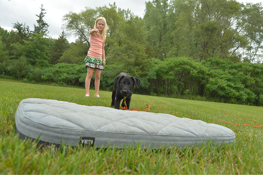 Training a Labrador retriever puppy