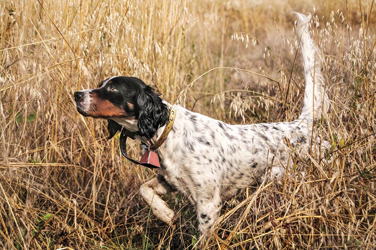 English Setter pointing in field