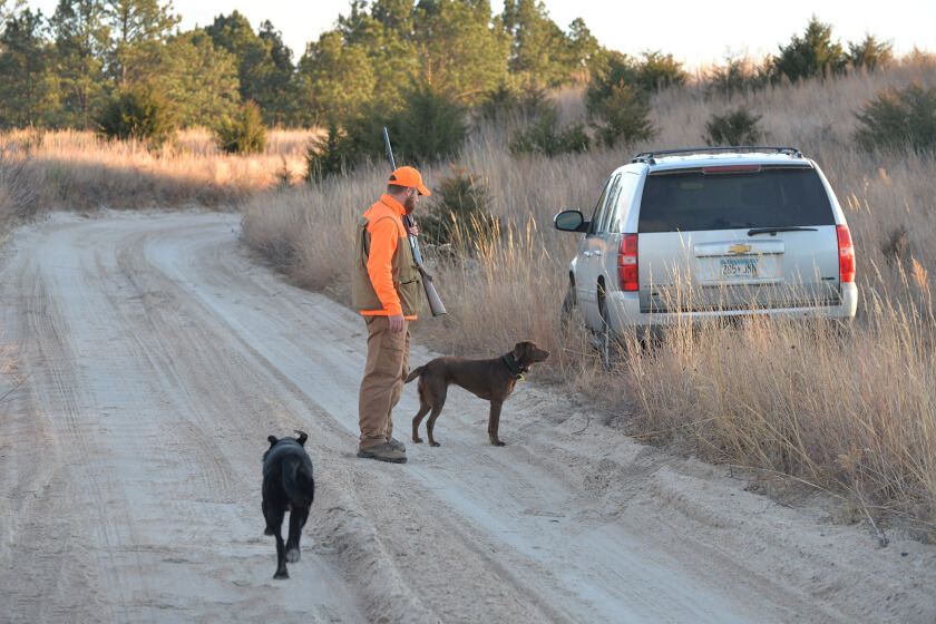 Upland bird hunter with two Labrador retrievers