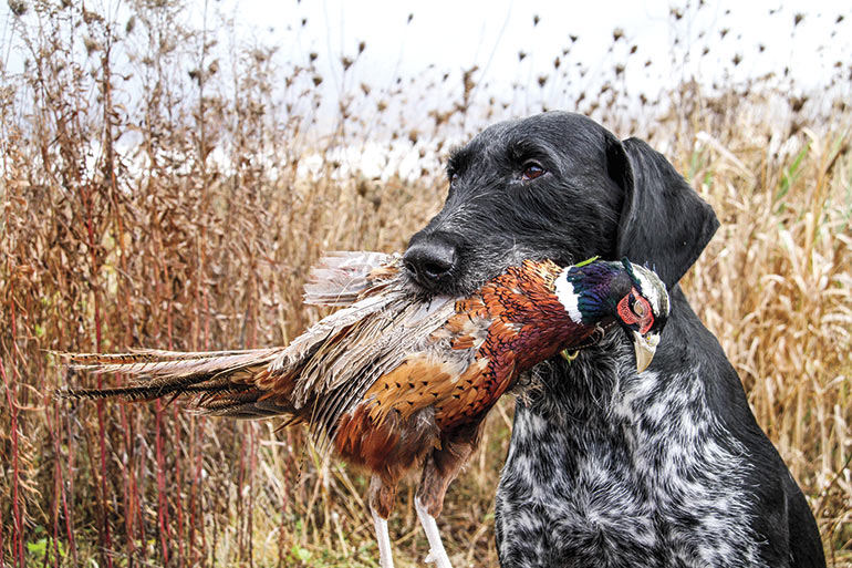 German Wirehaired Pointer holding rooster pheasant