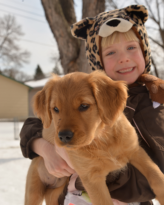 girl holding golden retriever puppy