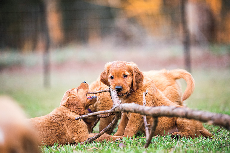 The Socialization Period for Gun Dog Puppies