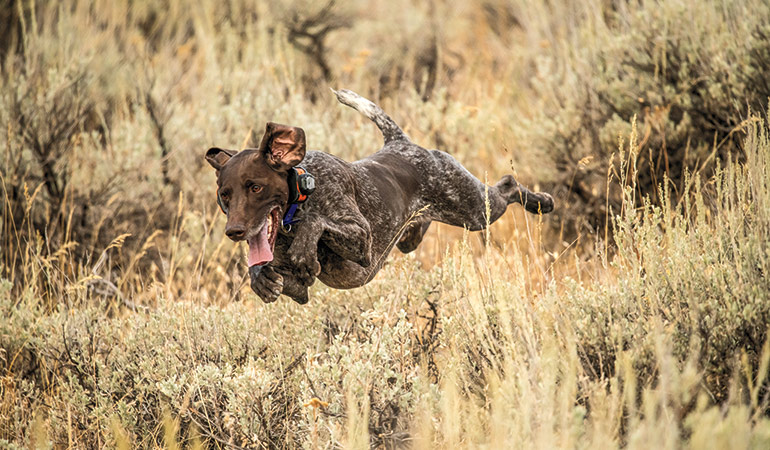 Performance-Boosting Products for Gun Dogs
