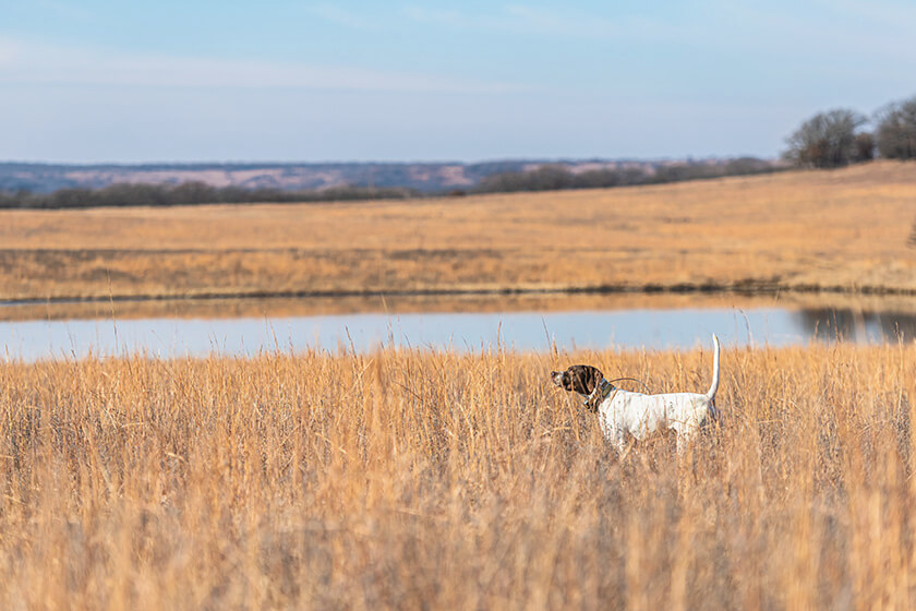 How to Help Your Gun Dog Be Confident in New Environments
