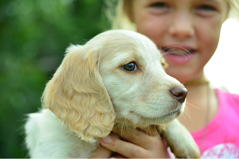 Young Girl Holding a Cocker Spaniel Puppy