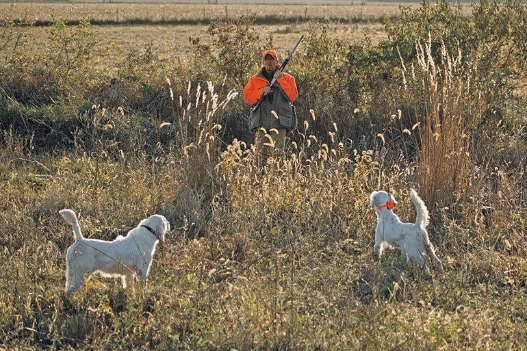 Professional Training for Your Bird Dog