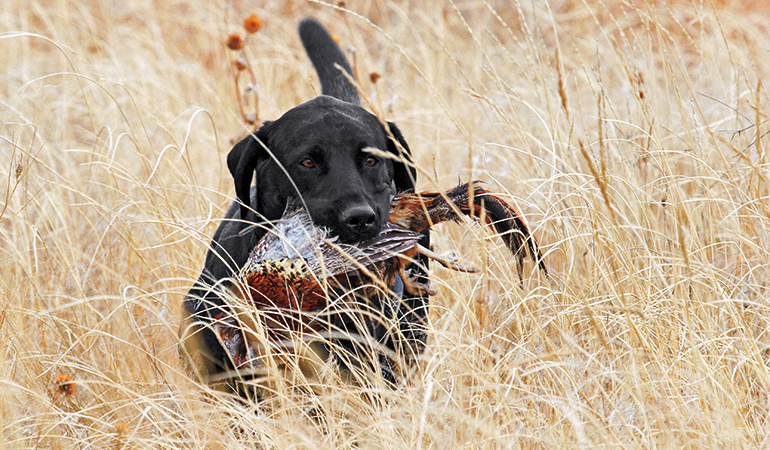 How to Keep Your Upland Dog Safe in the Field