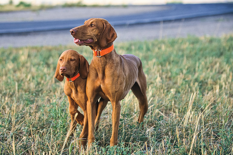 How to Introduce a New Puppy to an Old Gun Dog