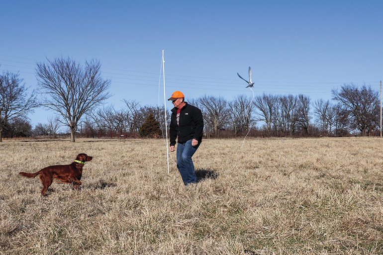 Using Pigeons for Training Bird Dogs