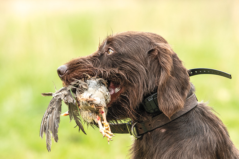 Pudelpointer carrying bird in mouth