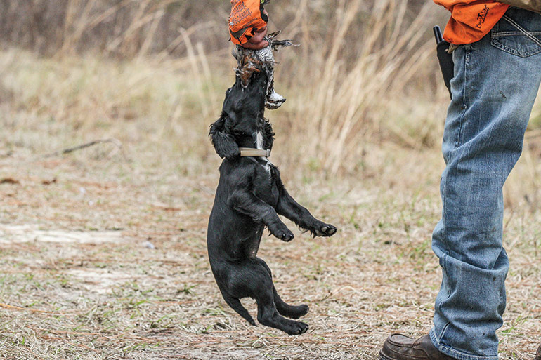 Stop Teaching Your Gun Dog These Bad Habits