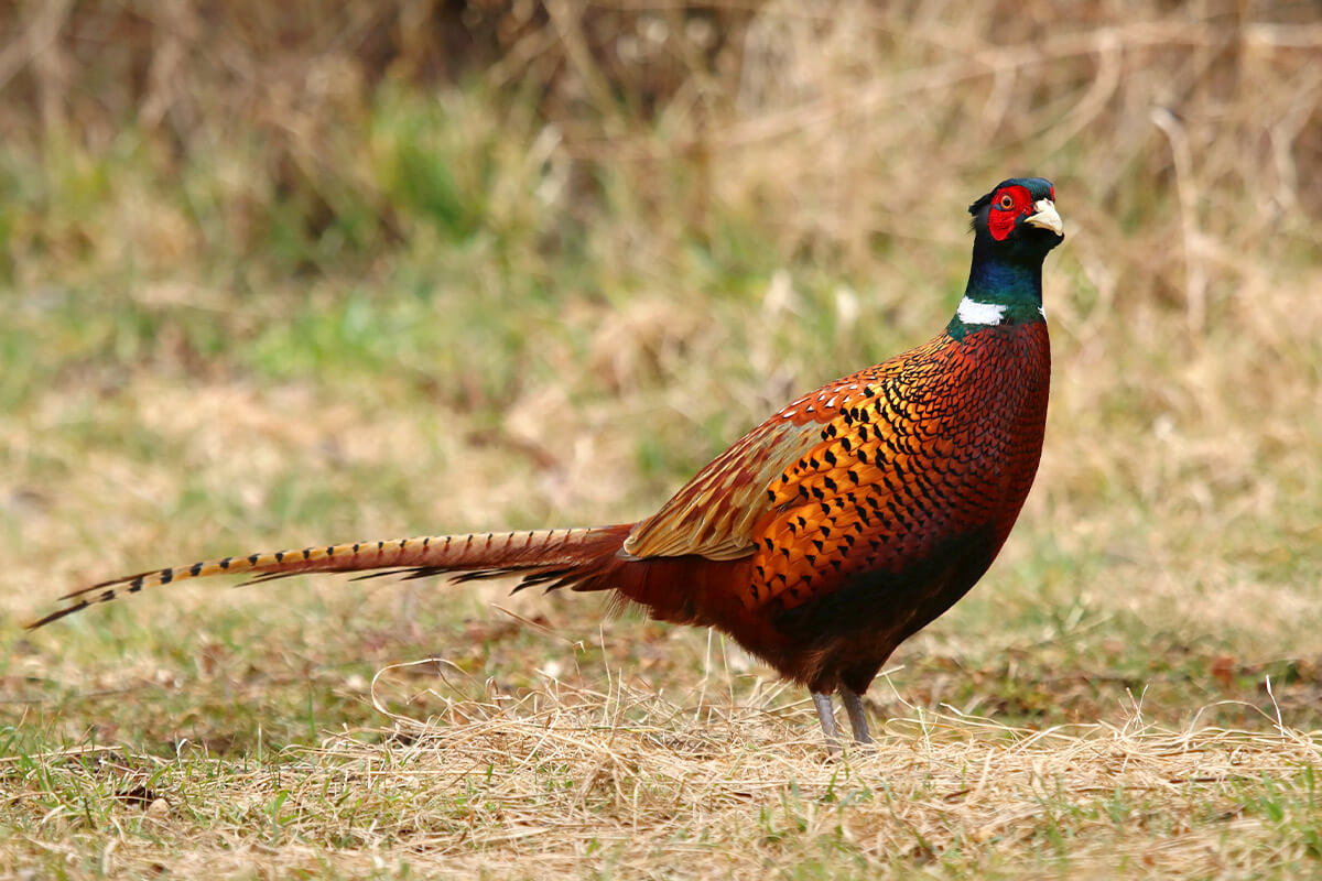 Ring-Necked Pheasant: Game Bird Profile