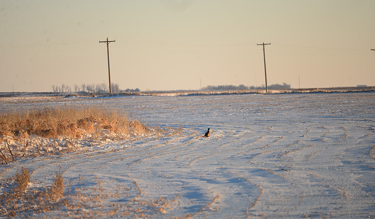 rooster standing in snowy field