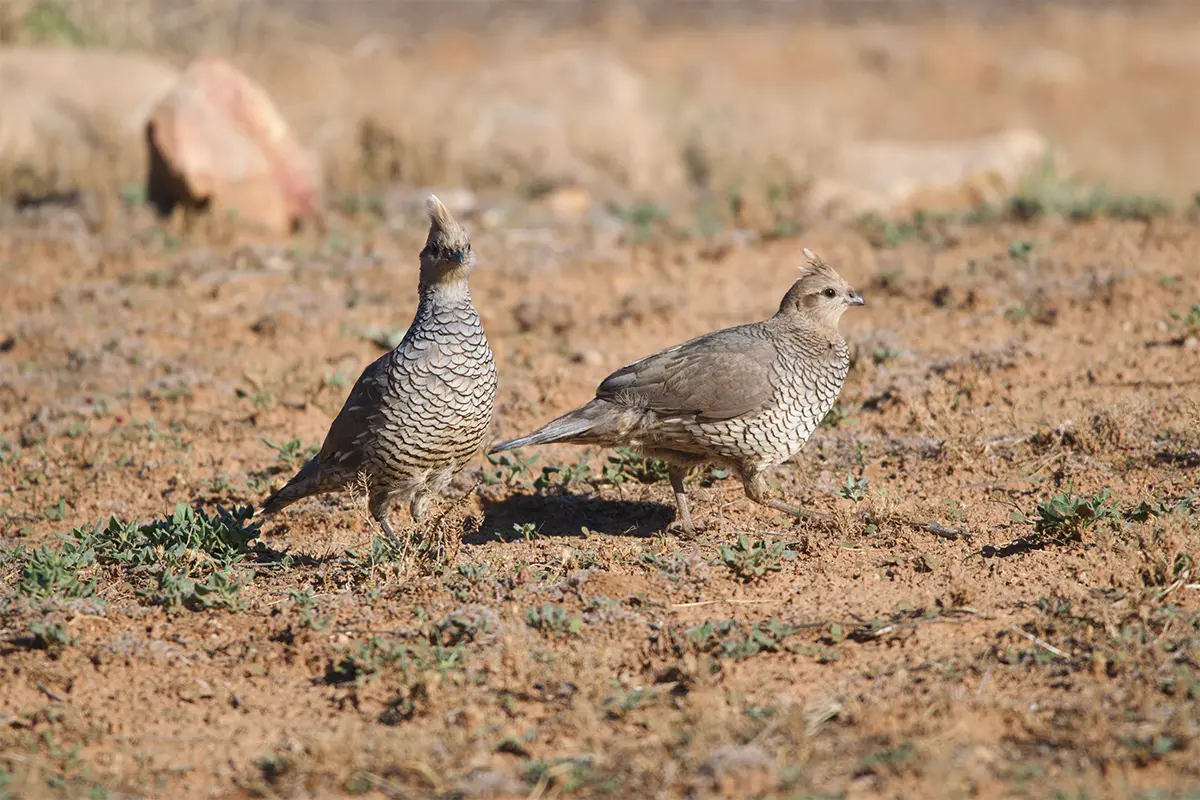 two scaled quail feeding on desert floor