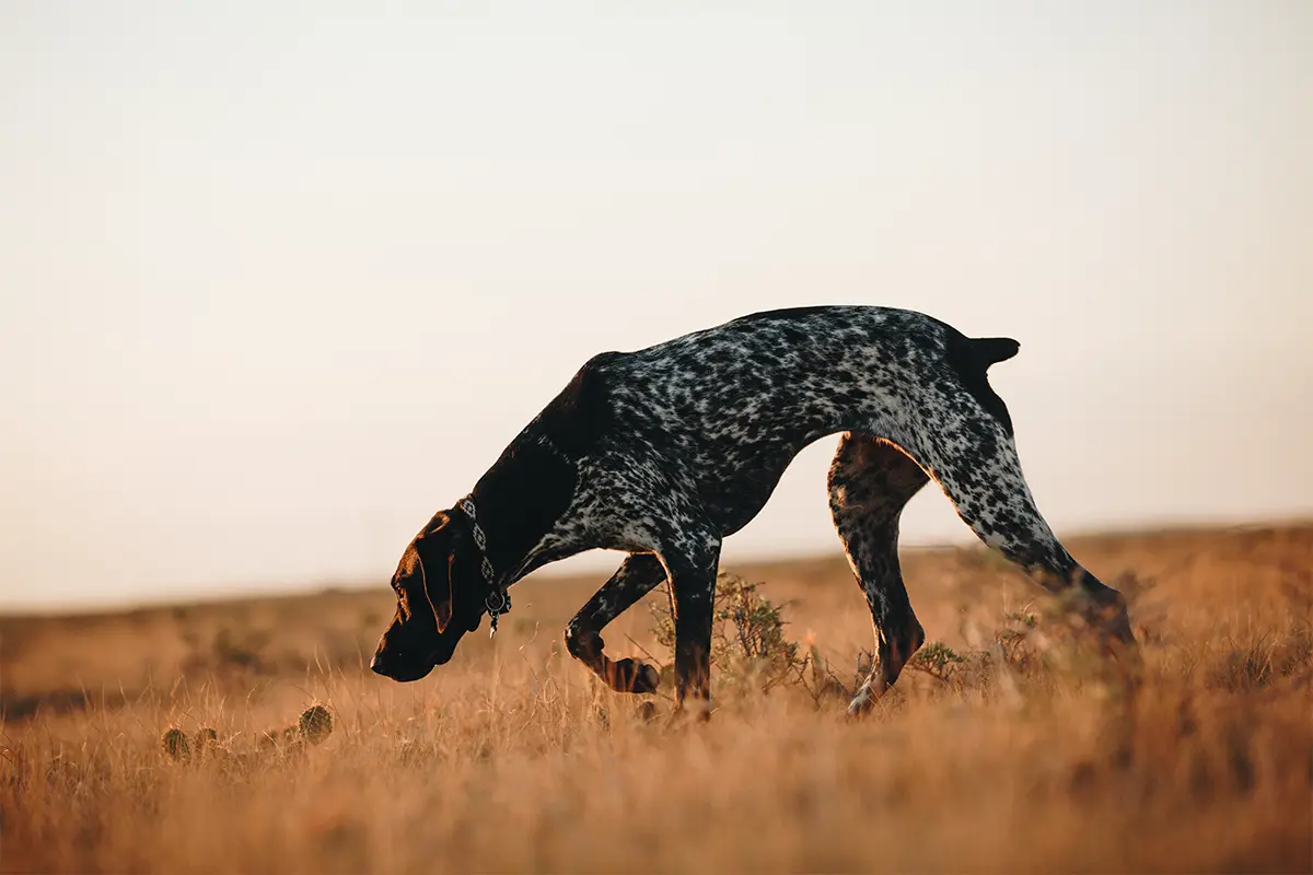 german wirehaired pointer hunting in desert