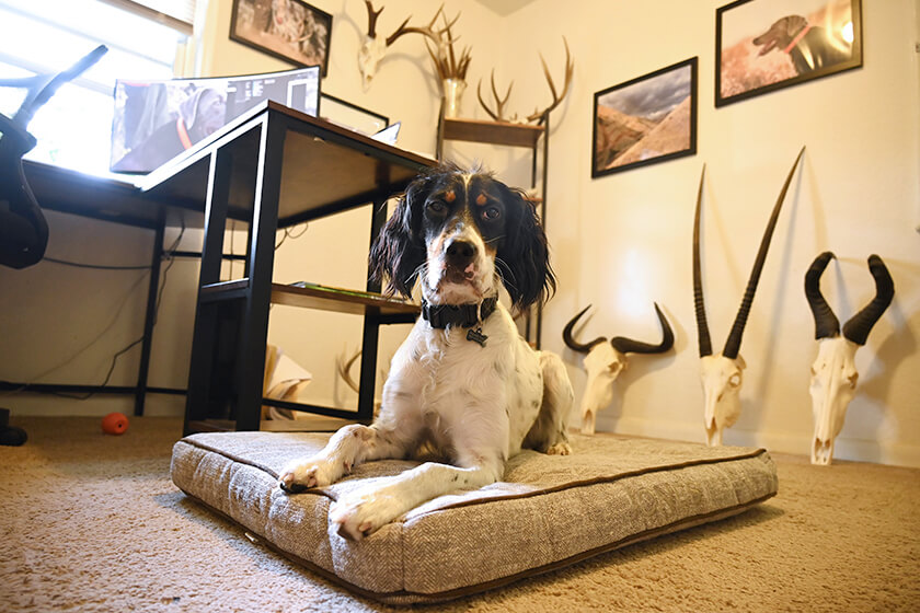 Setter puppy laying on dog bed in office