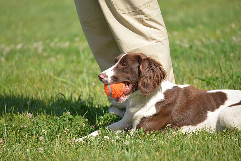 springer spaniel pup holding ball in mouth