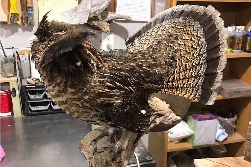 ruffed grouse mount by north rhodes taxidermy
