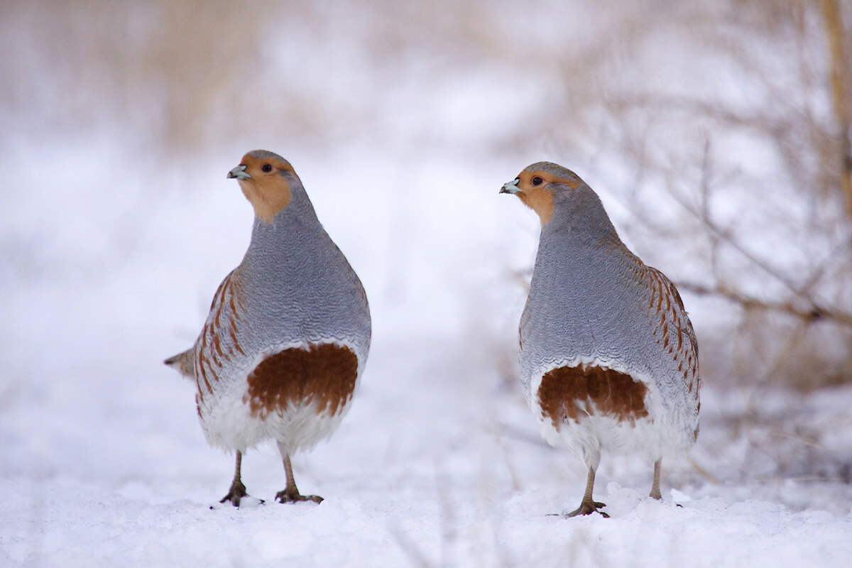 What's to Become of Hungarian Partridge?