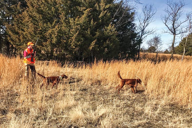 upland hunter in field with 2 Irish setters