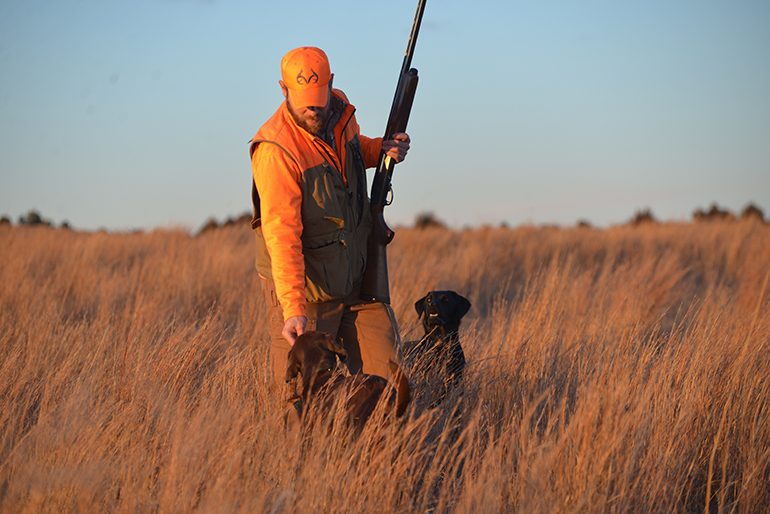 upland hunter with dogs