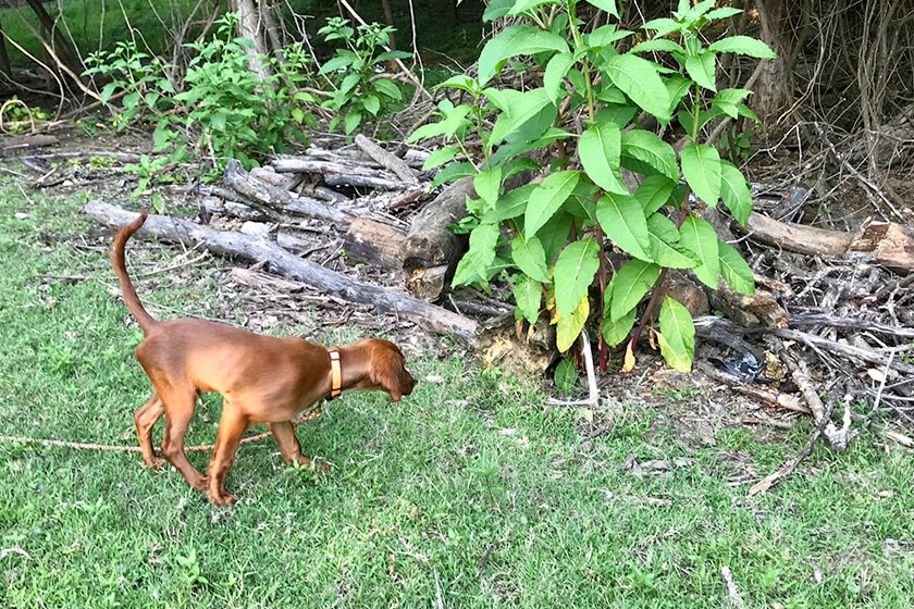 red setter pointing near a bush