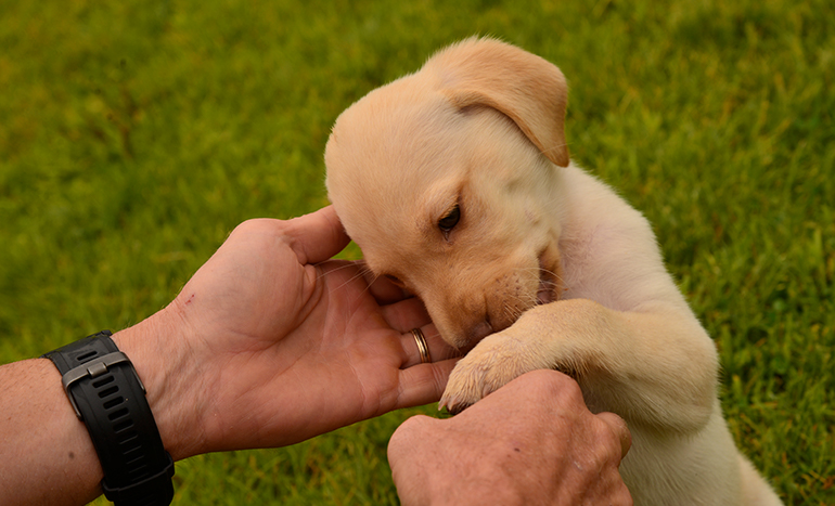 yellow lab puppy playing with owner's hands