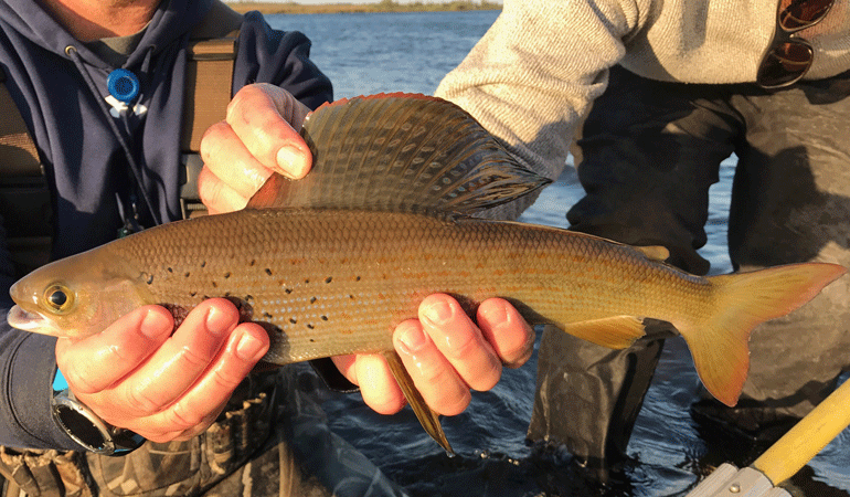 //content.osgnetworks.tv/infisherman/content/photos/Arctic-Grayling-at-Little-Duck-Lodge.jpg