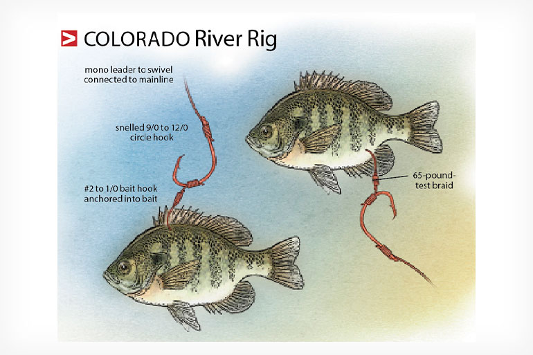 //content.osgnetworks.tv/infisherman/content/photos/Colorado-River-Catfish-Rig.jpg