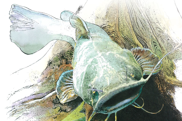 Cutbait Connections to Early-Season Flatheads