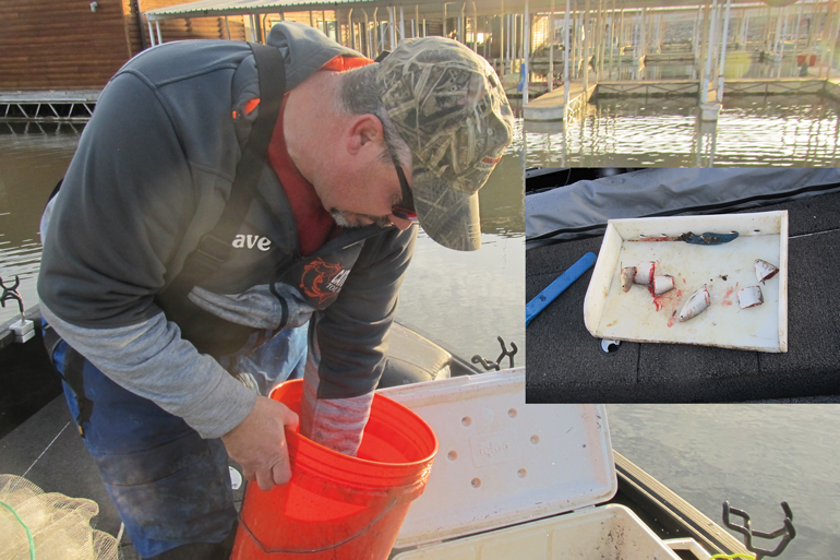//content.osgnetworks.tv/infisherman/content/photos/Cutting-Shad-for-Blue-Catfish.jpg