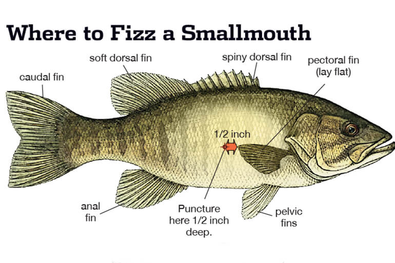Fizzing Smallmouths