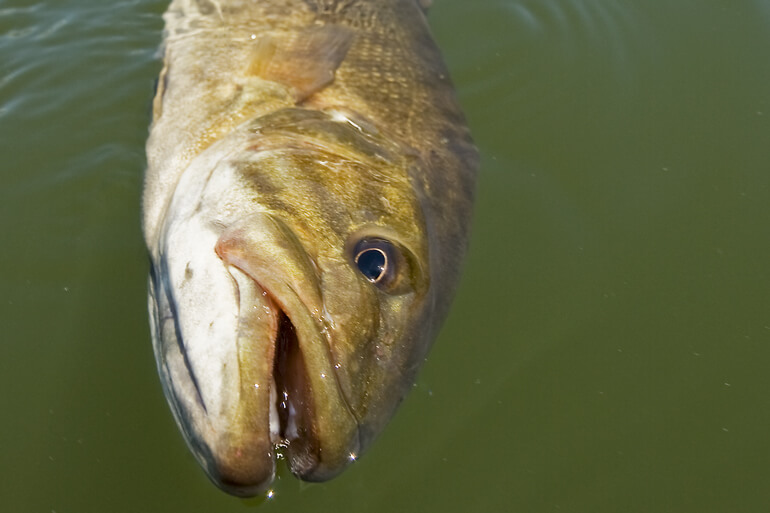 //content.osgnetworks.tv/infisherman/content/photos/Floating-Smallmouth.jpg