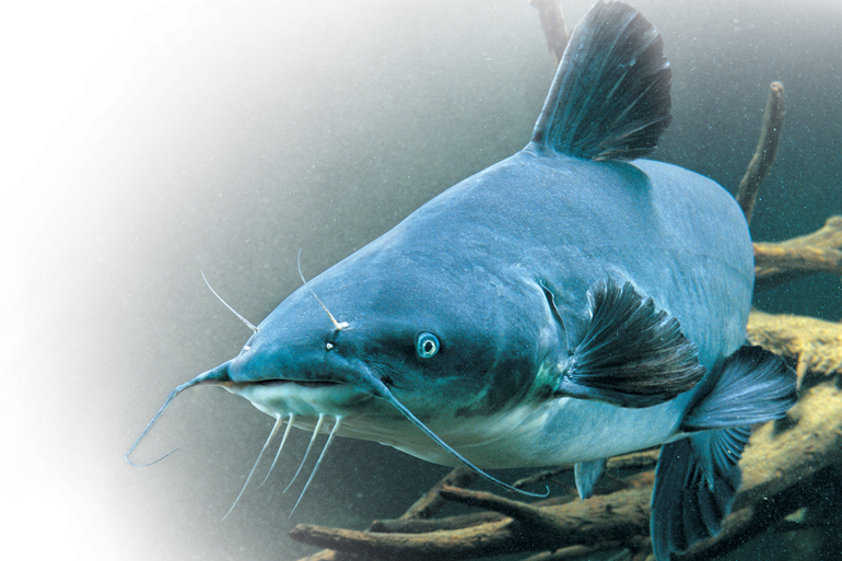 Scanning Shallow for Blue Catfish