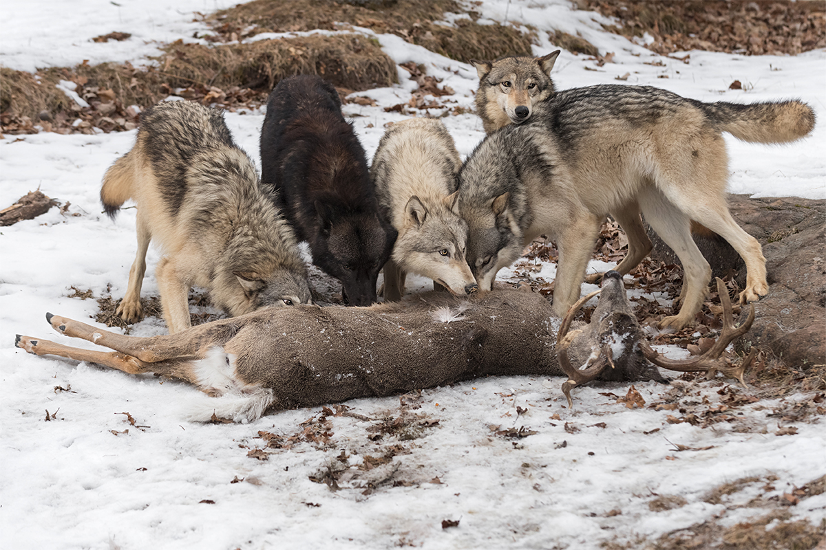 The Truth About Wolves: Alpha Predators On The Rise