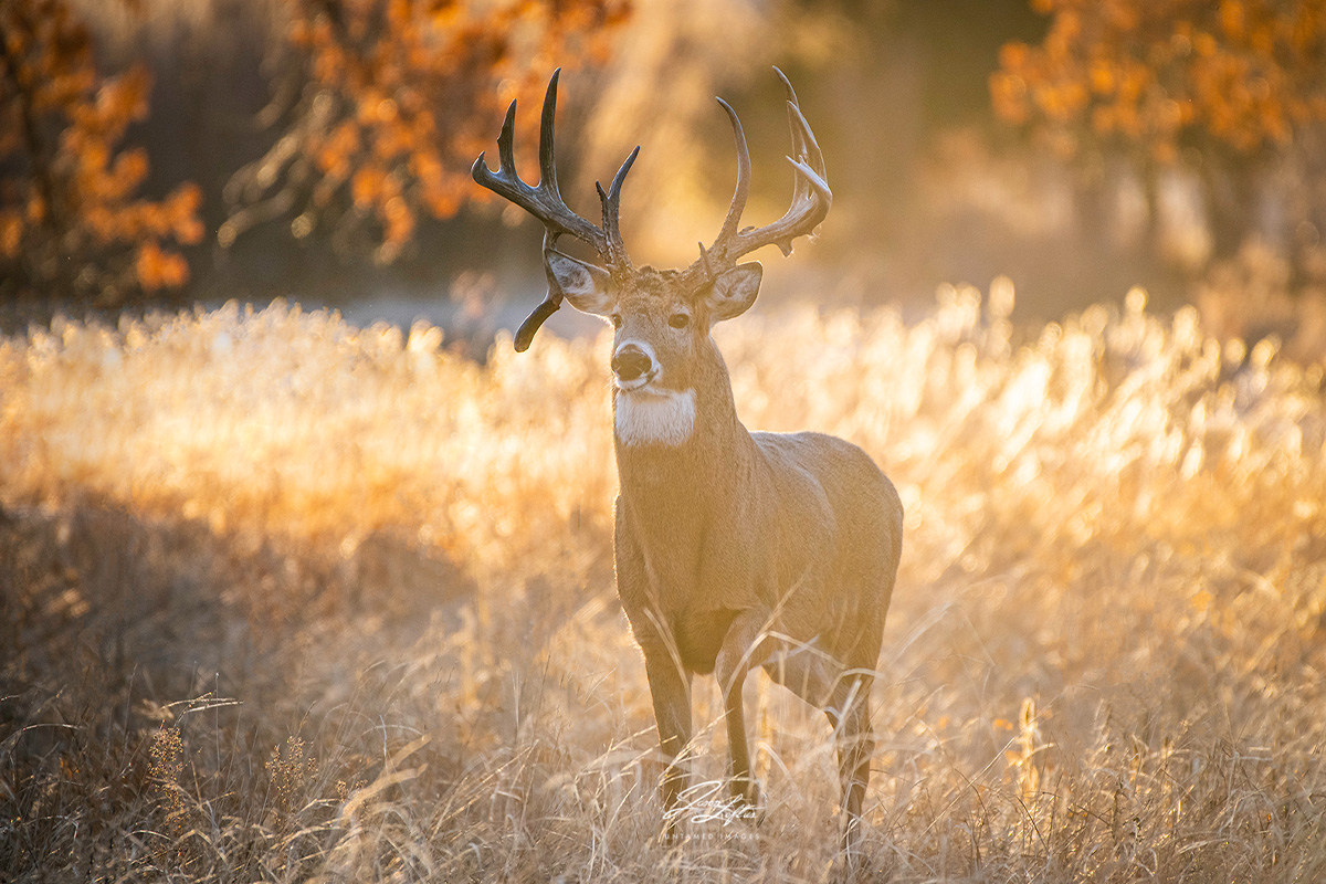 How To Prepare Each Month To Bag Your Best Buck